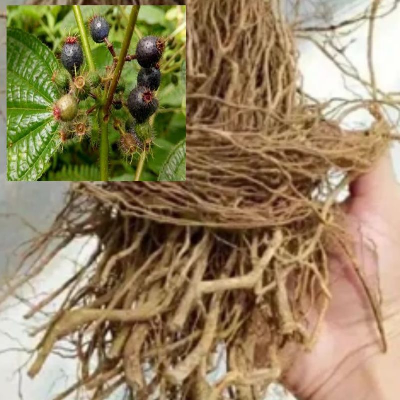 

Akar harendong bulu atau senggani bulu segar 1 kg
