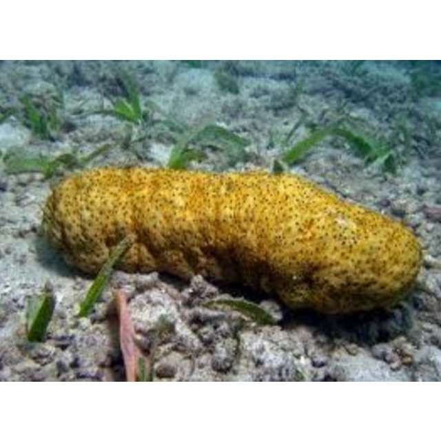 Obat Hernia - Varikokel - Testi Bengkak Herbal Dekapro Bharata 100% Herbal Asli Original