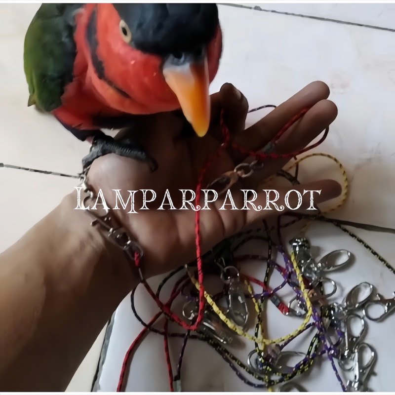 Tali burung nuri / parrot kecil