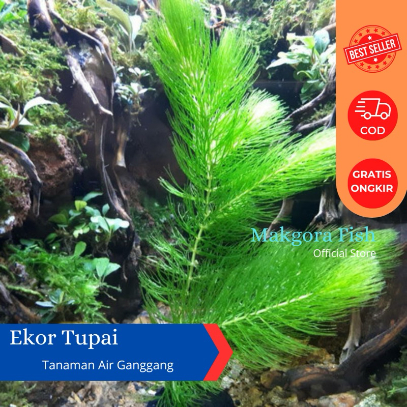 Tanaman Air Ganggang Ekor Tupai