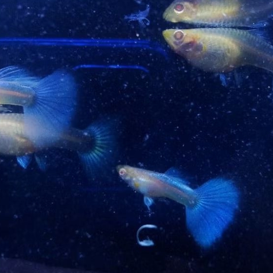 aksesoris Guppy Sky Blue/Topaz