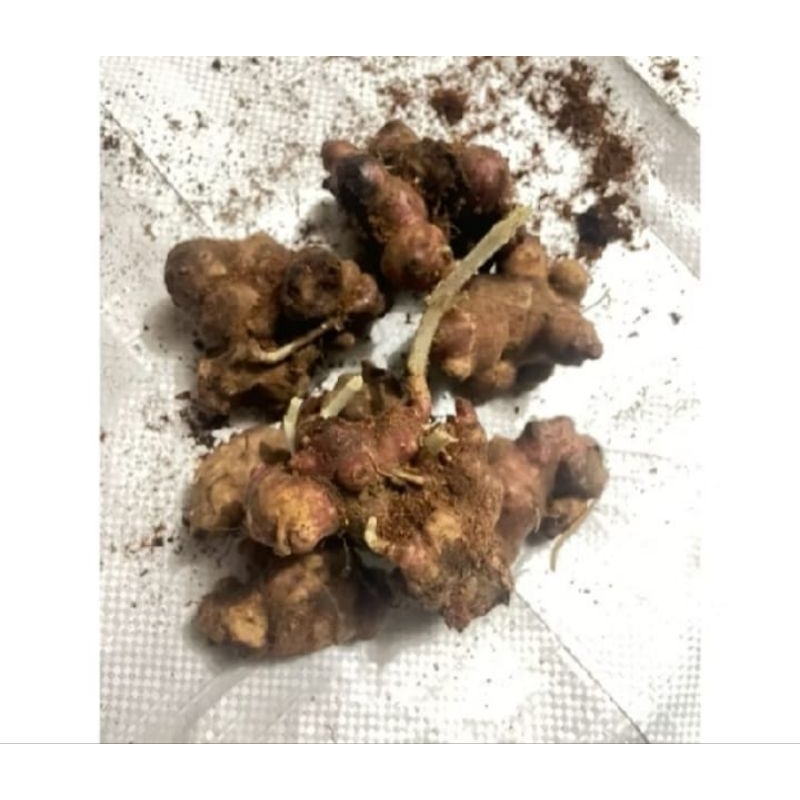 Bibit Ubi Yakon sudah Bertunas