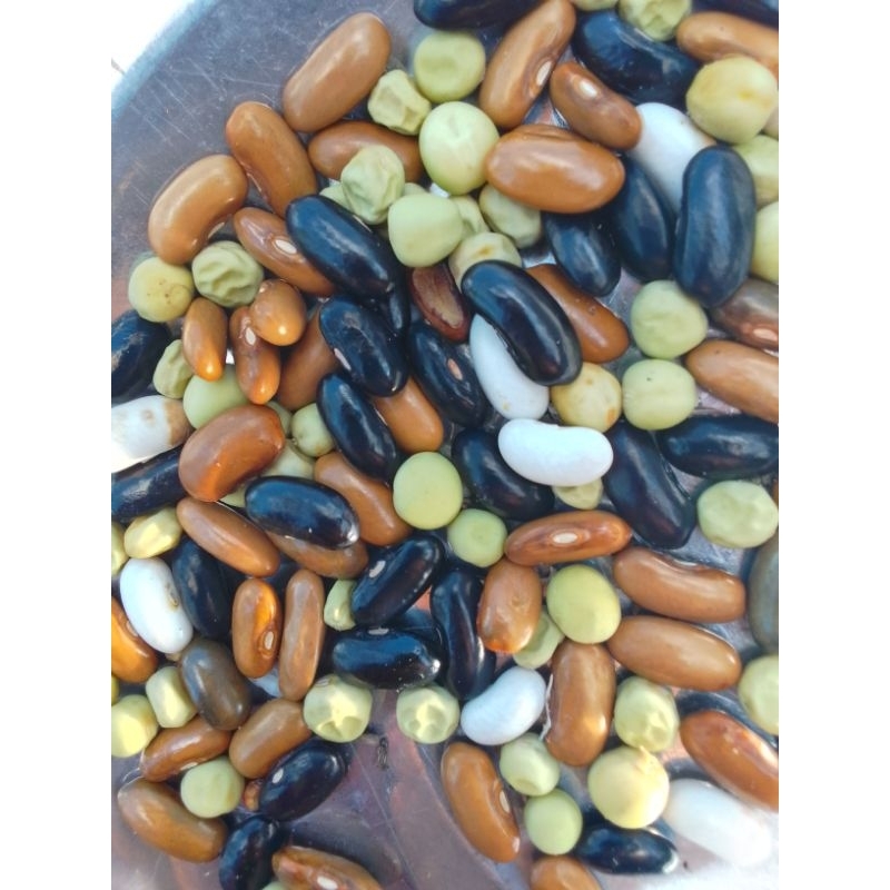 Benih kacang polong.