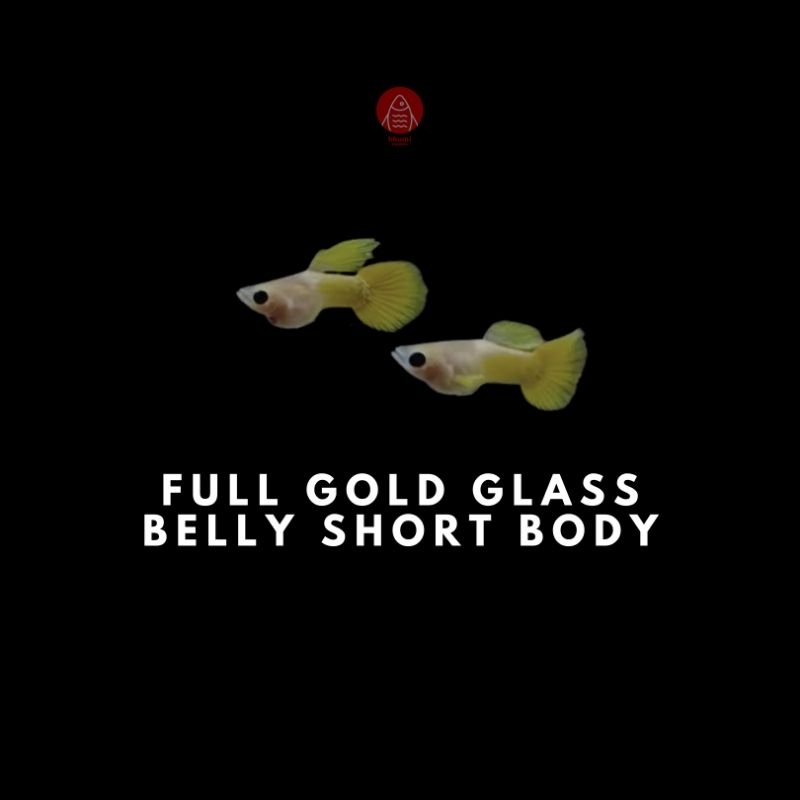 

Packing Styrofoam Full Gold Glassbelly Short Body