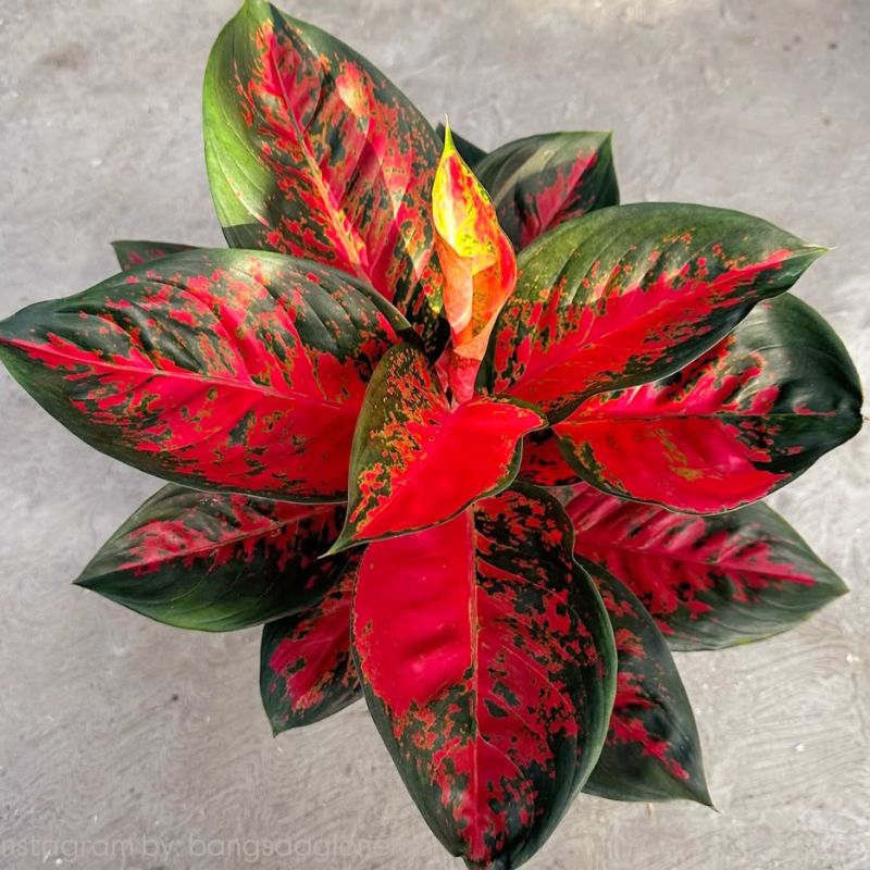 ( GRATIS ONGKIR ) Aglonema Suksom Batik Tanaman Hias Bunga Aglaonema Murah Merah BUKAN bonggol bibit