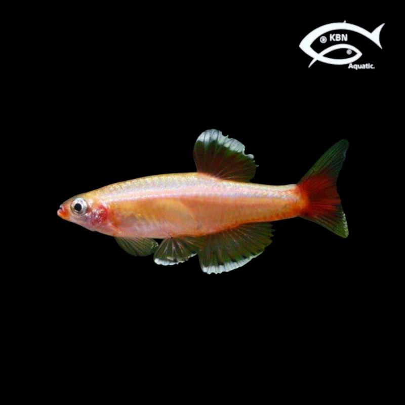 

ZEBRA HONGKONG SIZE L XL PAKET 20E