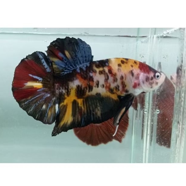 Cupang Giant Koi Galaxy BO 5cm (Sesuai Foto)