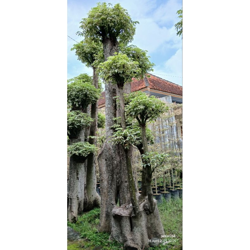 bonsai randu varigata