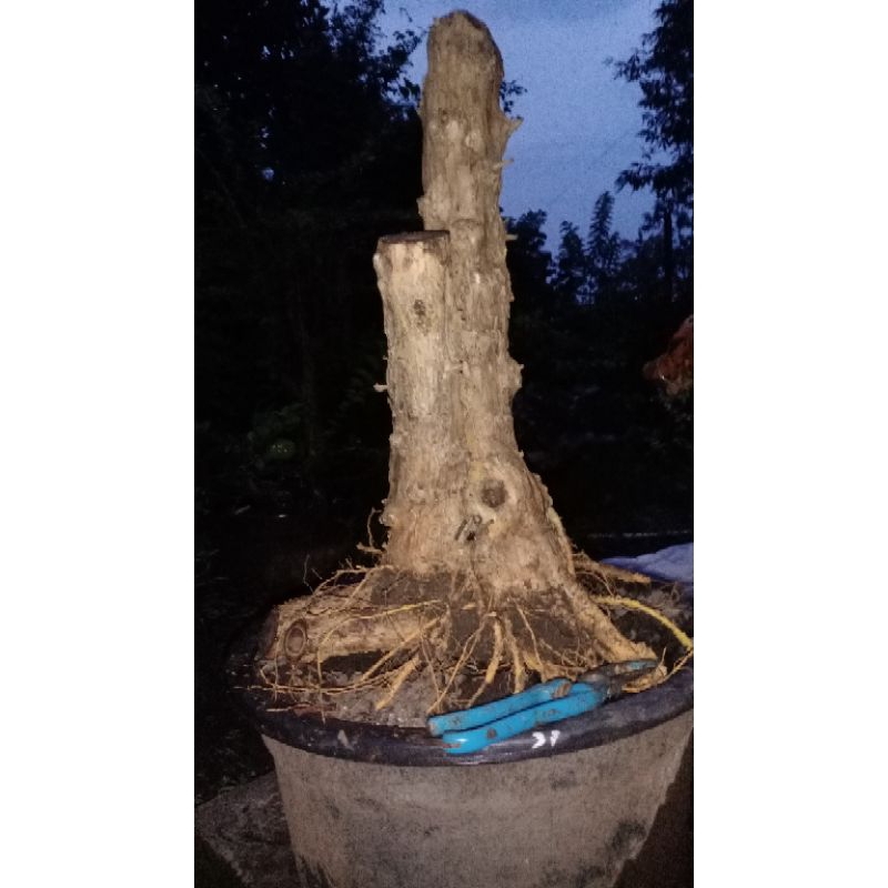 bahan bonsai sisir jumbo