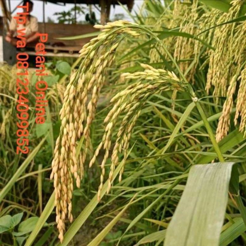 BENIH PADI 2 TONGKOL PREMIUM KEMASAN 1KG