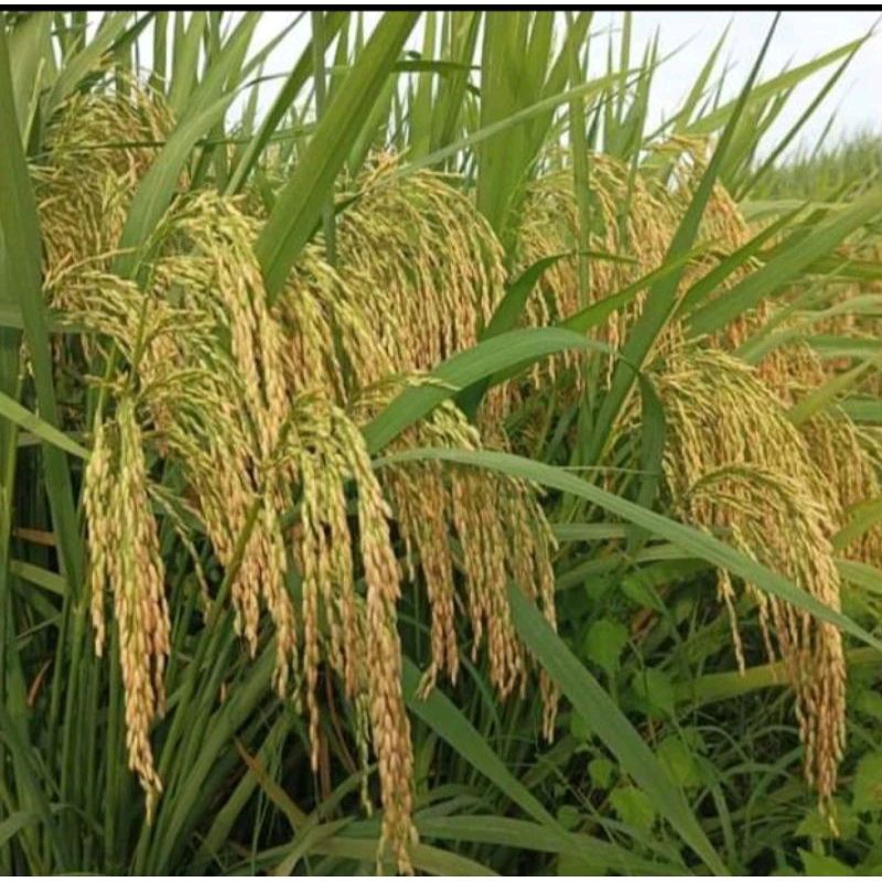 BENIH PADI PMJ KEMASAN 5KG BENIH PADI UNGGUL