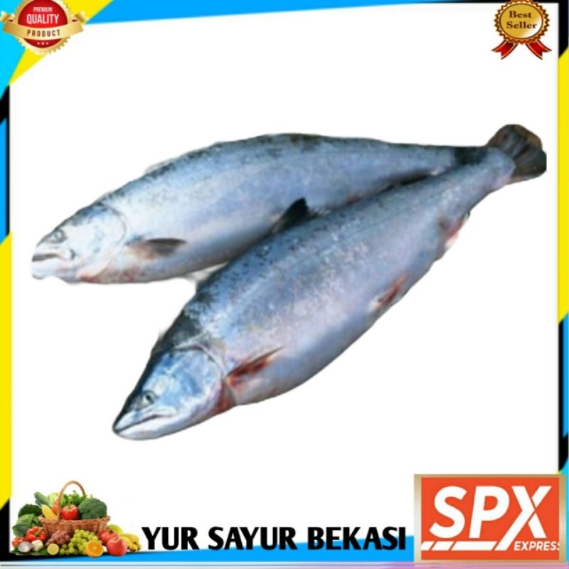 

Ikan Salmon Lokal Fresh