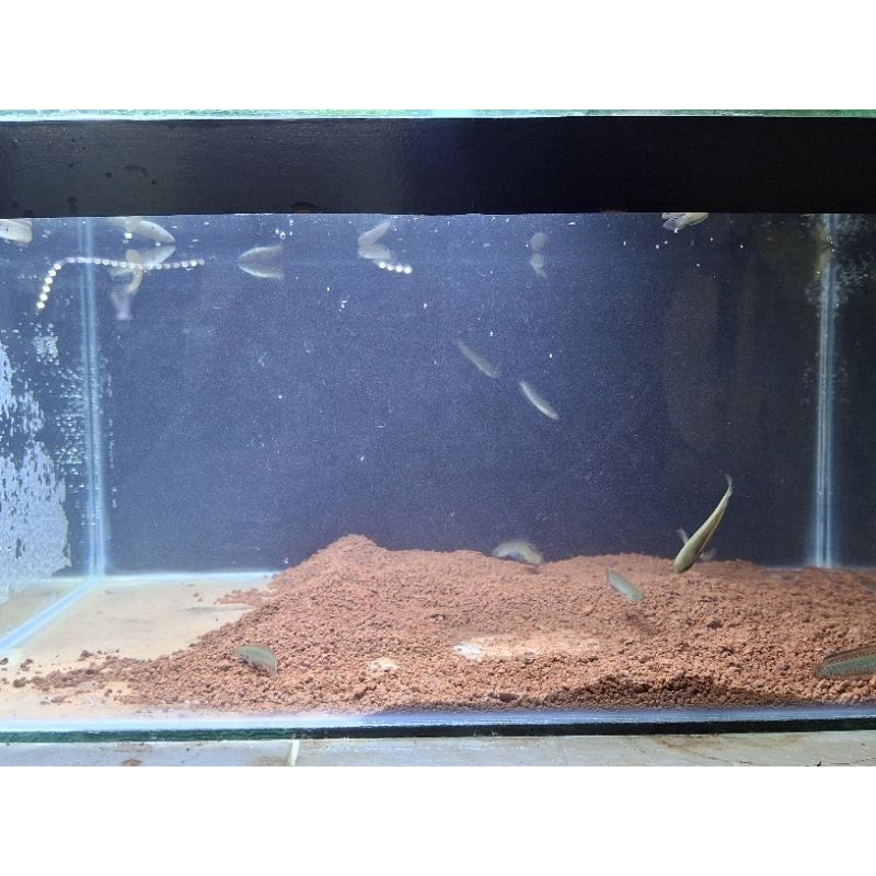 Etalase Baby Andrao size 4-5 cm