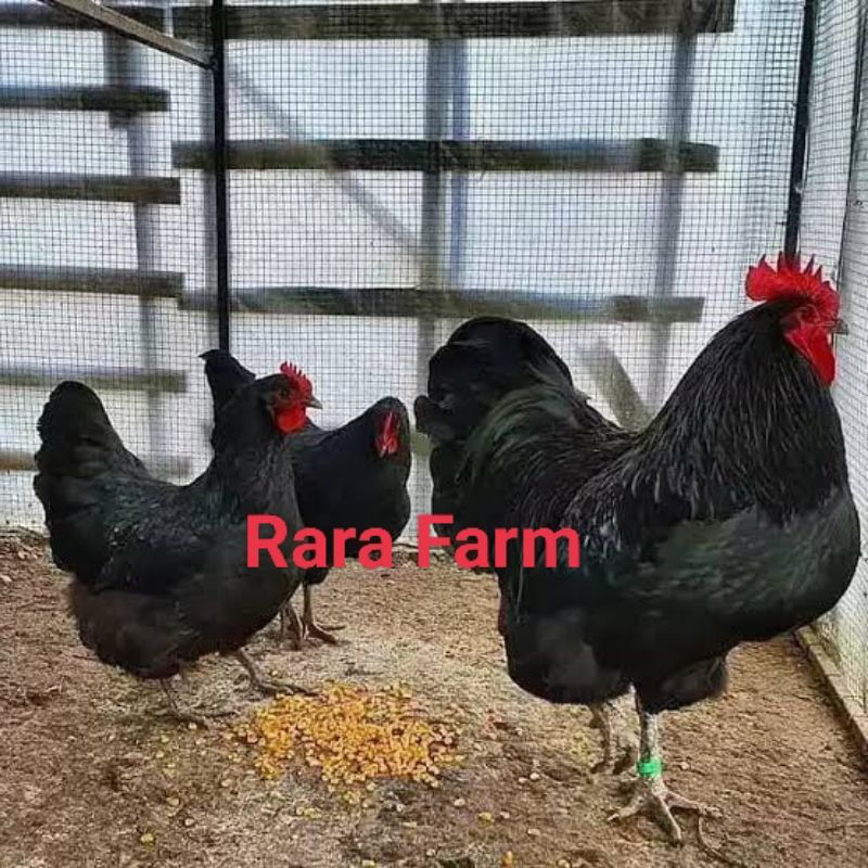 

Telur Ayam Black Australorp Ori untuk Di tetaskan