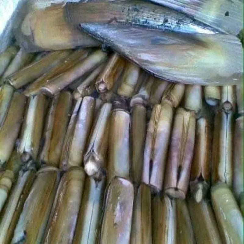 

Kerang bambu Segar Kerang bambu Frozen 1kg