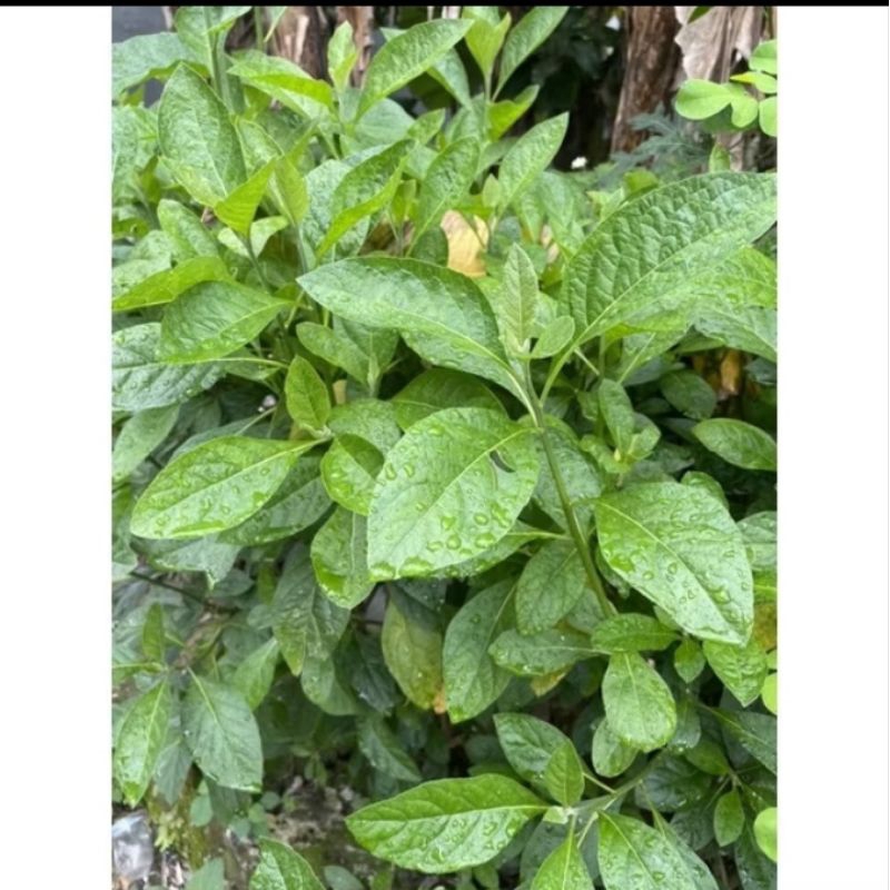 

Daun sambung nyawa segera 300 gram