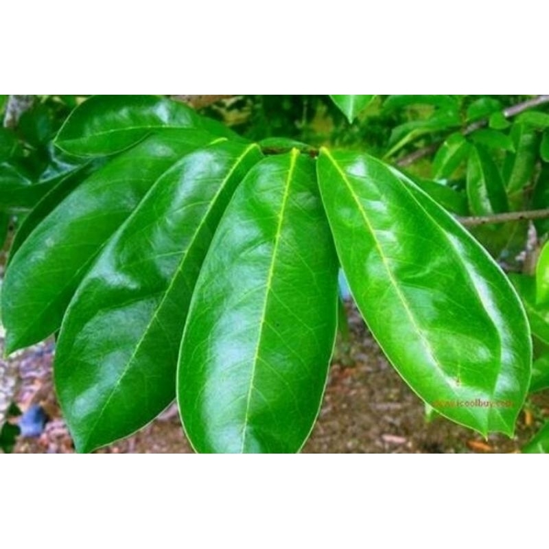 

daun sirsak segar 250 gram langsung petik