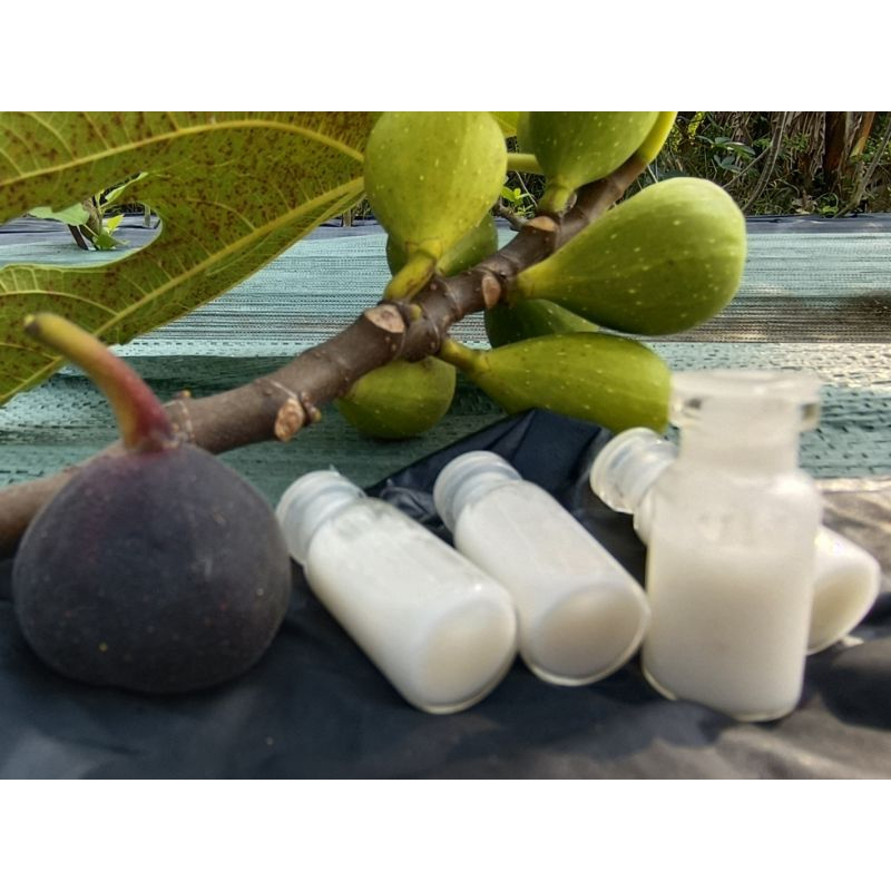 Getah buah tin fresh petik bisa COD