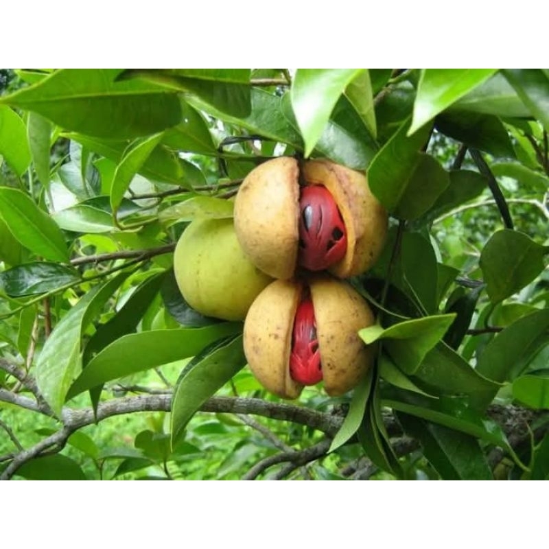 

1kg buah pala segar bahan manisan atau obat herbal