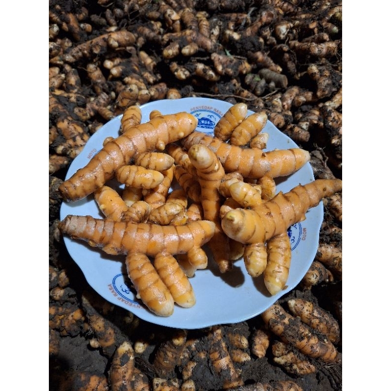 

Kunyit kunir fresh 1Kg bersih panen kebun sendiri