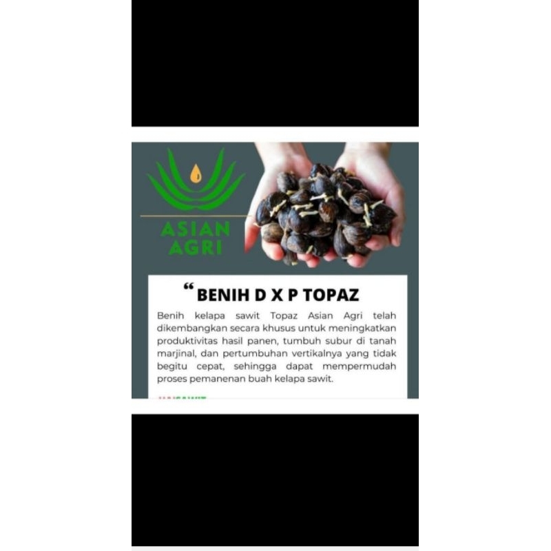 Bibit kecambah unggul TOPAZ