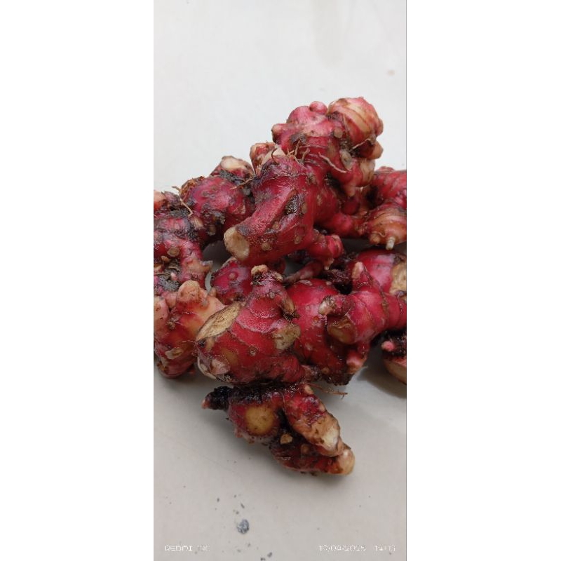

jahe merah segar 250g