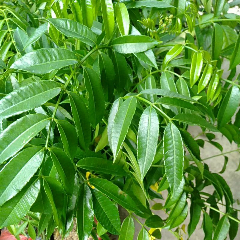 

DAUN KEDODONG DONDONG petik segar