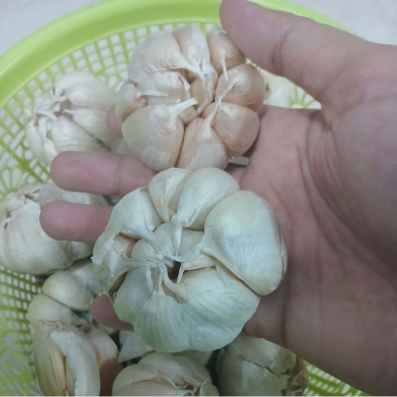 

Bawang Putih Honan Utuh 1kg