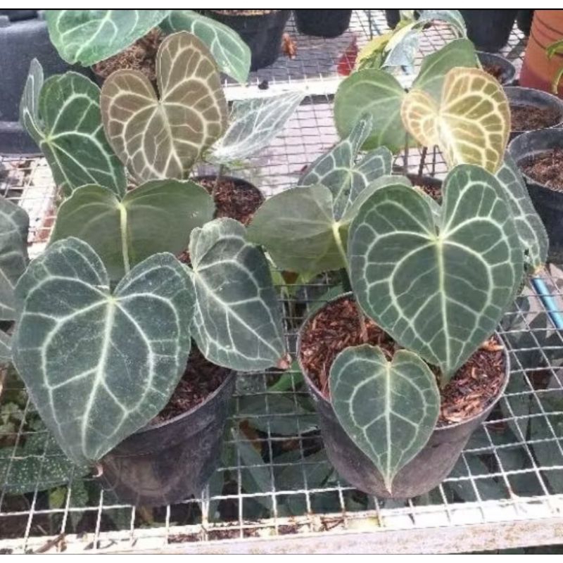 Tanaman Kuping Gajah Tarantula/Clarinervium/Kuping Gajah Karet