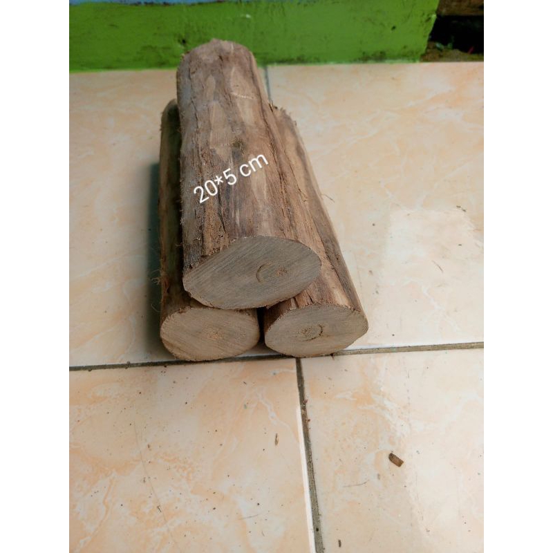 kayu cempaka kantil cempaka putih
