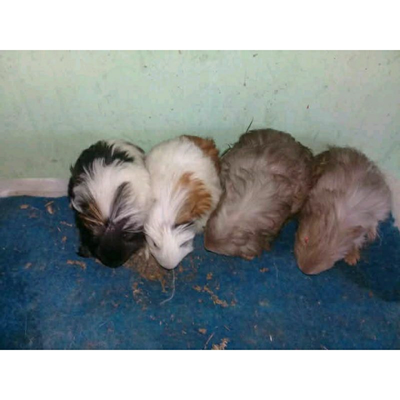 Marmut Silky / Guinea Pig Remaja