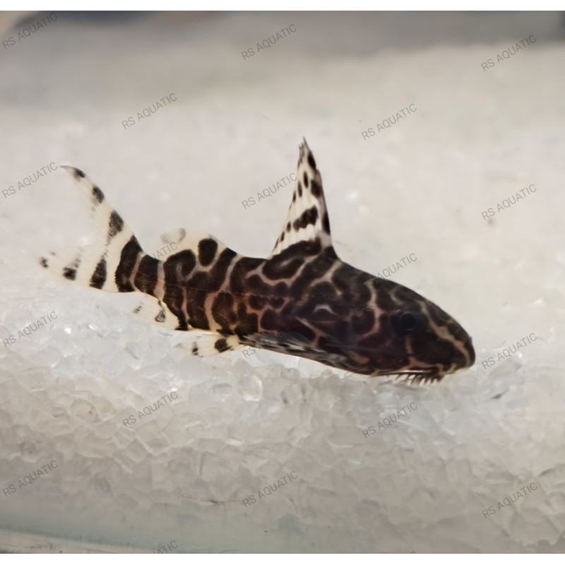 ikan hias synodontis/ikan pembersih
