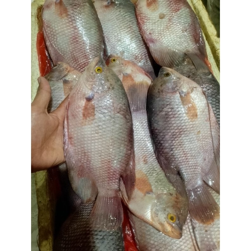 

Ikan gurame segar 1kg