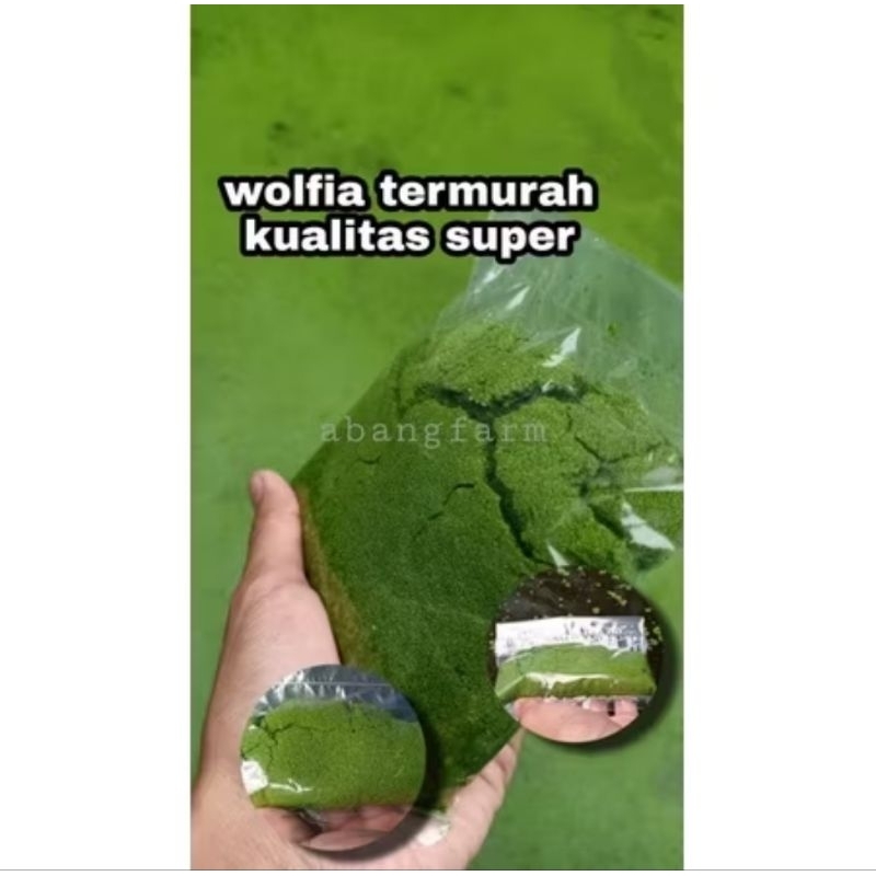 [100 gram ]WOLFIA TERMURAH BERKUALITAS || WOLFFIA || BIBIT WOLFIA || WOLFIA PAKAN IKAN
