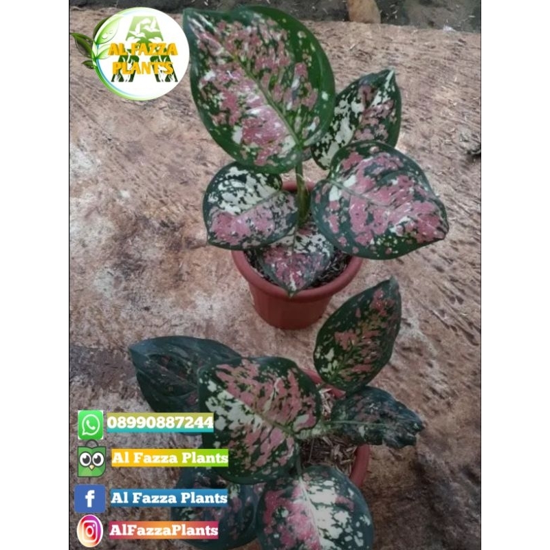 aglonema tricolor baby