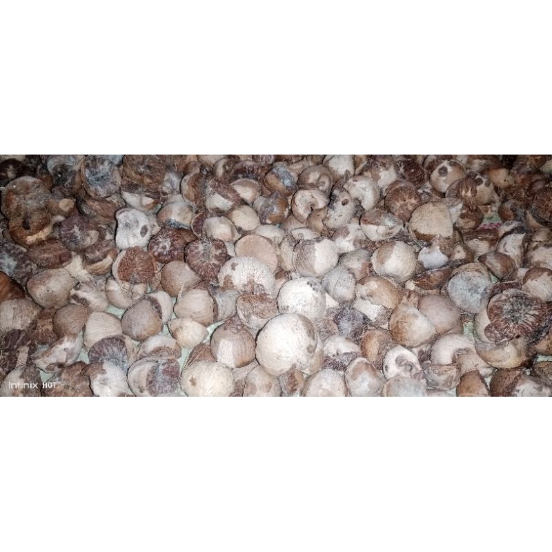 

Biji pinang kering 1kg