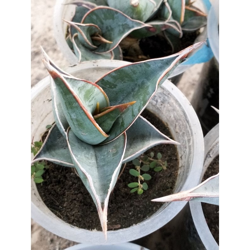 Sansevieria Pinguin pot 10cm