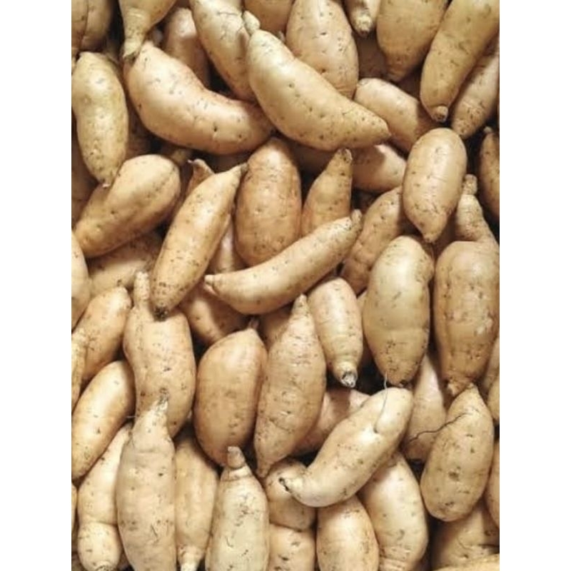 

UBI MADU CILEMBU 1KG DICUCI BERSIH