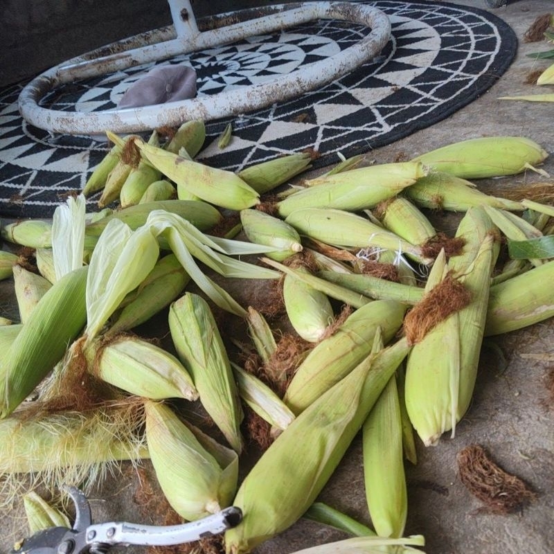 

jagung manis