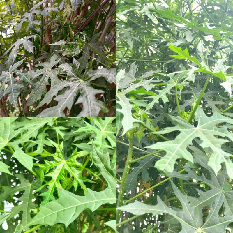 

Daun Pepaya Jepang Lalapan Herbal Perikat