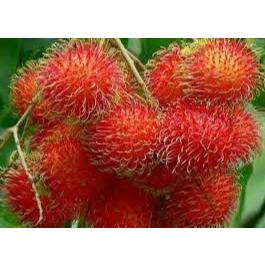 Tanaman Rambutan Binjai Berbunga