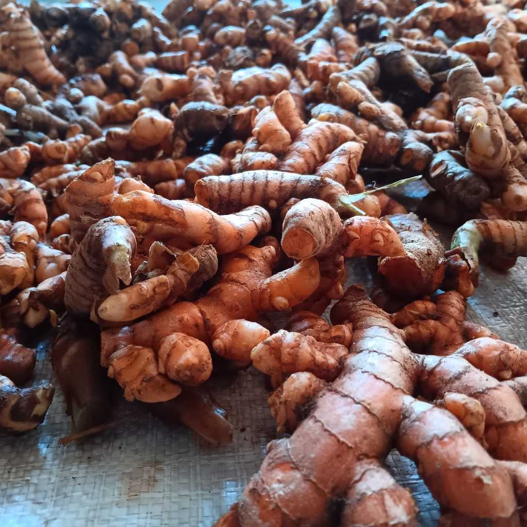 

Kunyit Segar 1 Kg Murah Alami dari Kebun