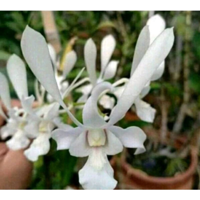 tanaman hias anggrek dendrobium capung Bali Dewasa