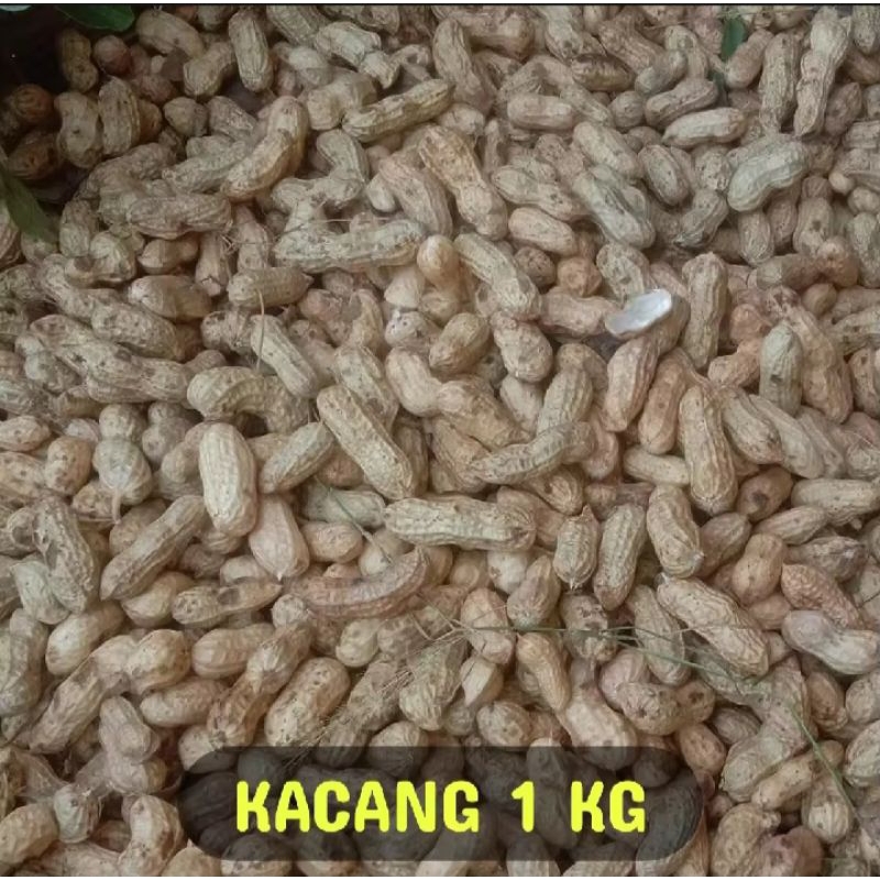 

Kacang tanah tua sufer fresh 1kg mentah