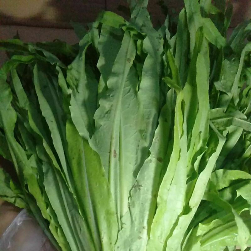 Selada Wangi Siomak / Selada Cina / Fumak