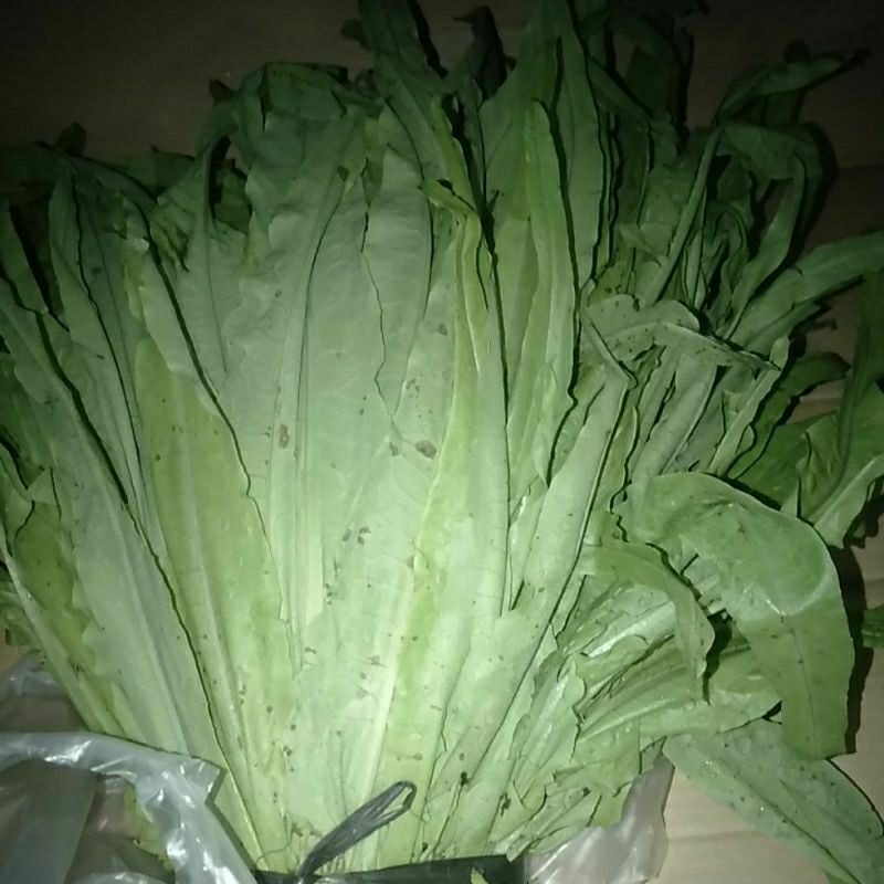 

Selada Wangi Siomak / Selada Cina segar