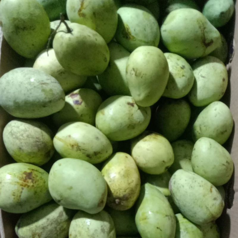 

Mangga Indramayu