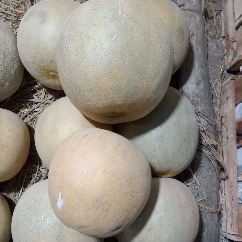 

Buah Melon Daging Putih