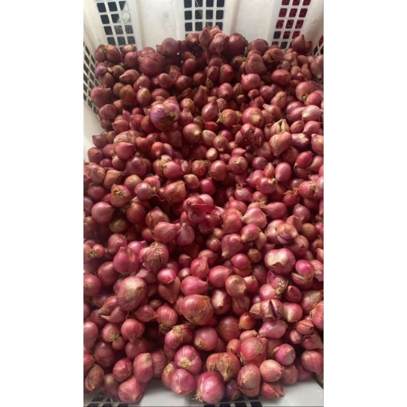 

Bawang Merah Probolinggo kering kemasan 500gram