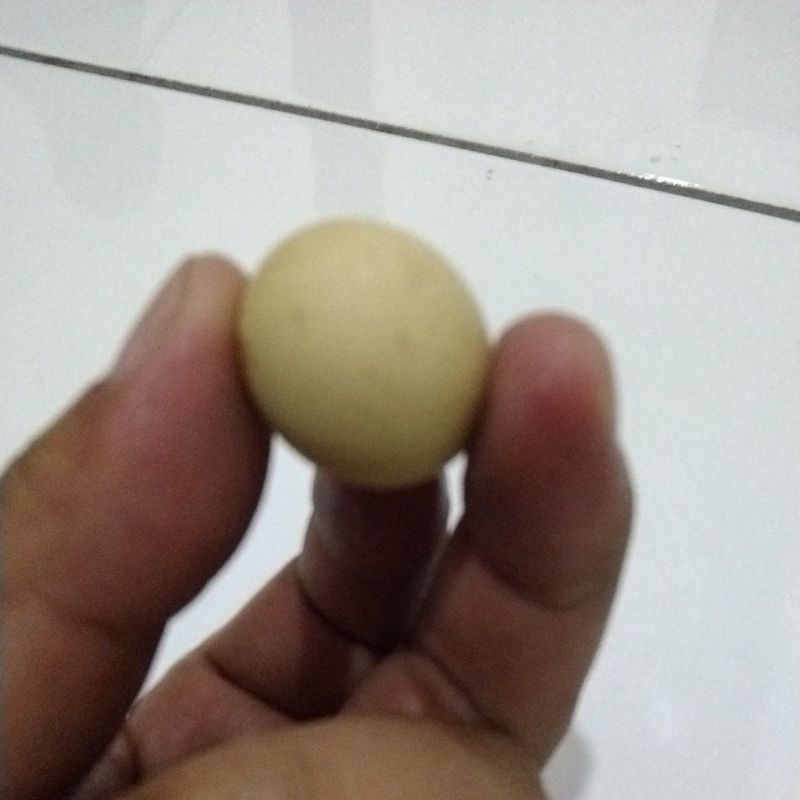 

TELOR AYAM JAGO KAMPUNG (JANTAN LANGKA)